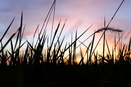 бесплатная Глубина резкости фотография силуэта травы во время золотого часа Стоковое фото