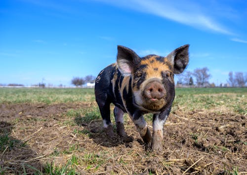 Dirty mini pig grazing in nature in sunlight