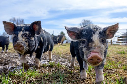 Dirty piglets grazing in paddock in countryside