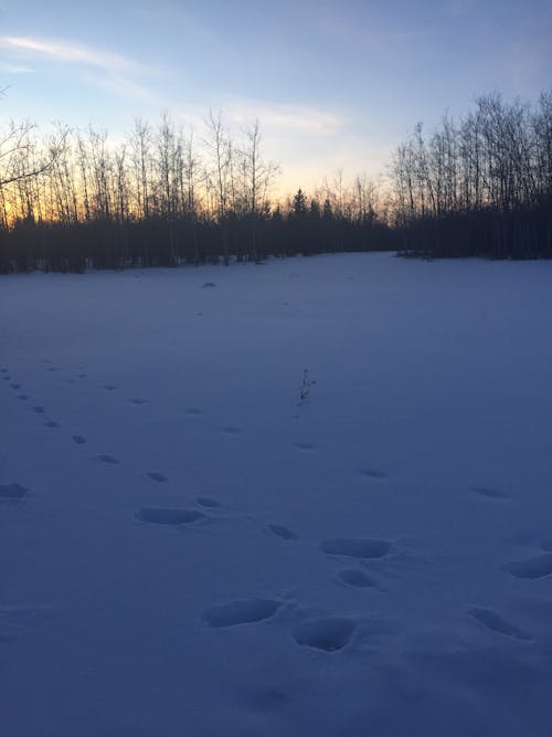 Ilmainen kuvapankkikuva tunnisteilla aurinko, eläin, jalanjäljet