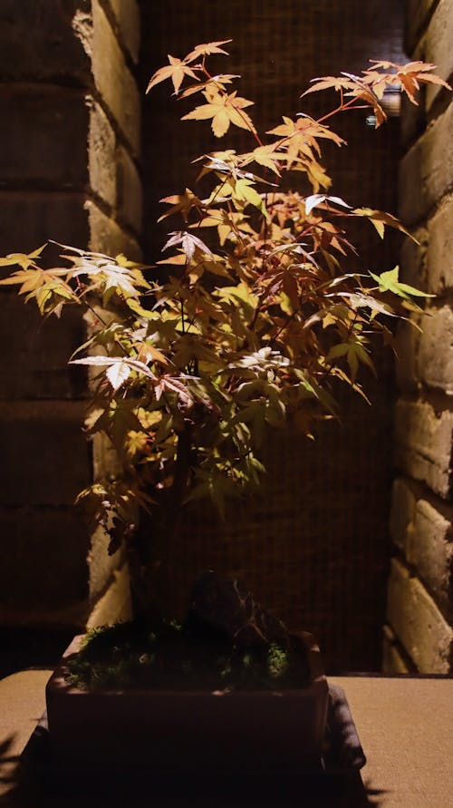 Gratis stockfoto met bruine bladeren, interieur plant