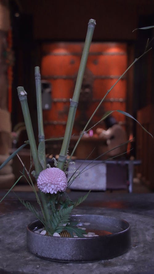 Gratis stockfoto met bamboe, bloemen, chinese cultuur
