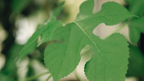 Gratis stockfoto met boom blad, donkergroene bladeren