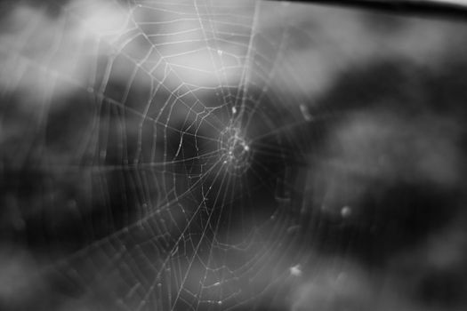 Free stock photo of abstract, arachnid, aranha