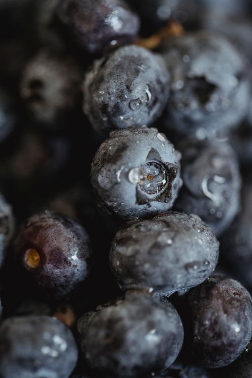 Free Close-up of ripe blueberries covered in refreshing dew drops. Stock Photo