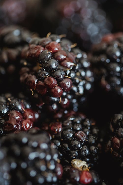 Free Close-up of Blackberries Pile Stock Photo