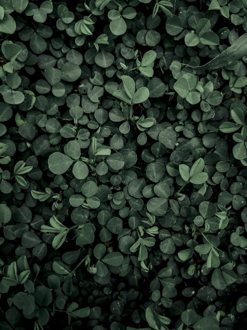 圓形, 垂直拍攝, 深綠色的葉子 的 免費圖庫相片