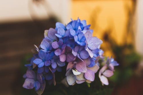 푸른 수국 꽃의 선택적 초점 사진