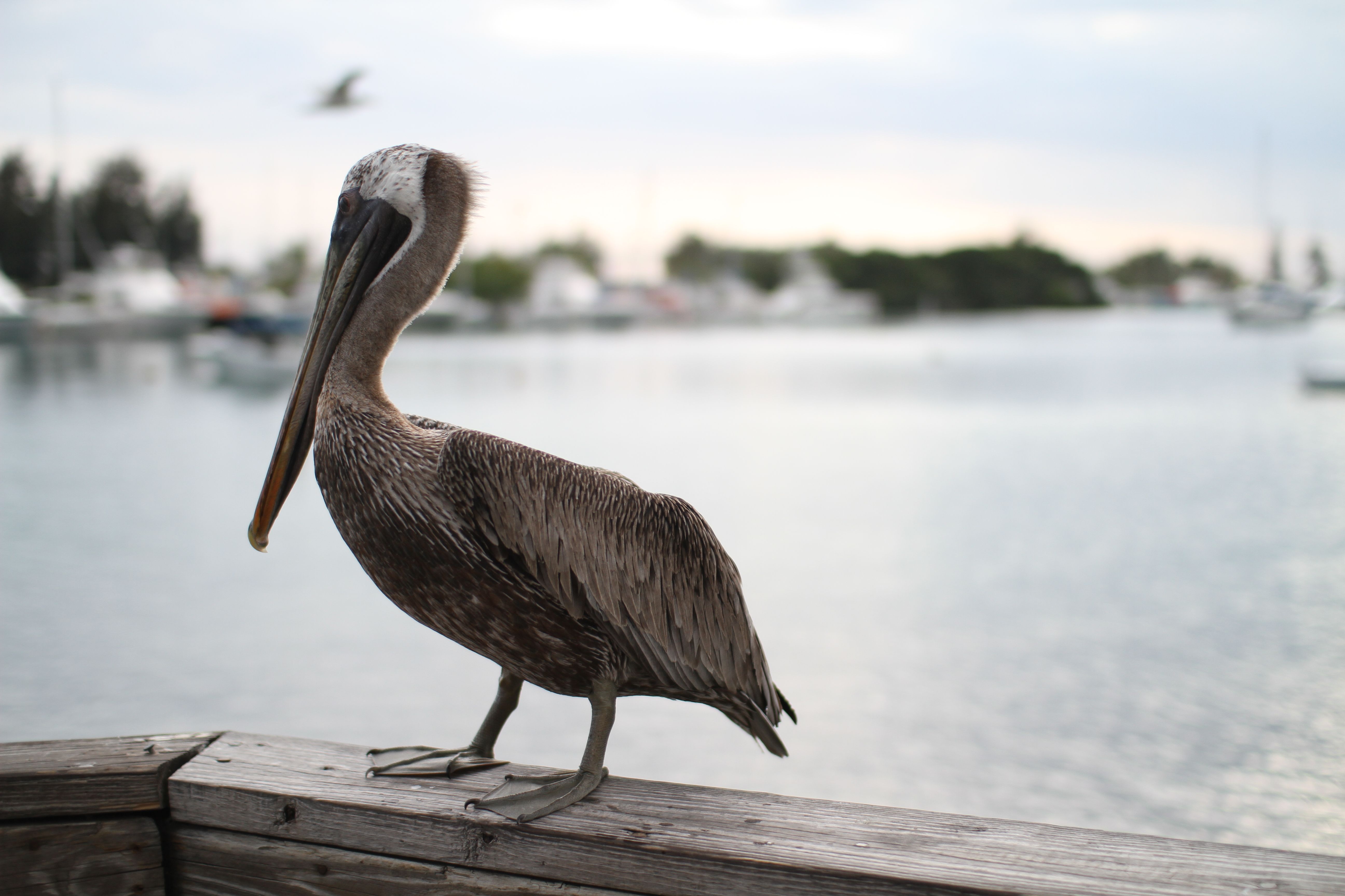 A Pod of Pelicans on Dry Land · Free Stock Photo