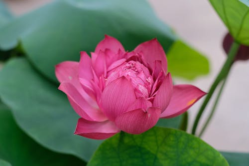 Free Close-Up Shot of a Pink Flower Stock Photo