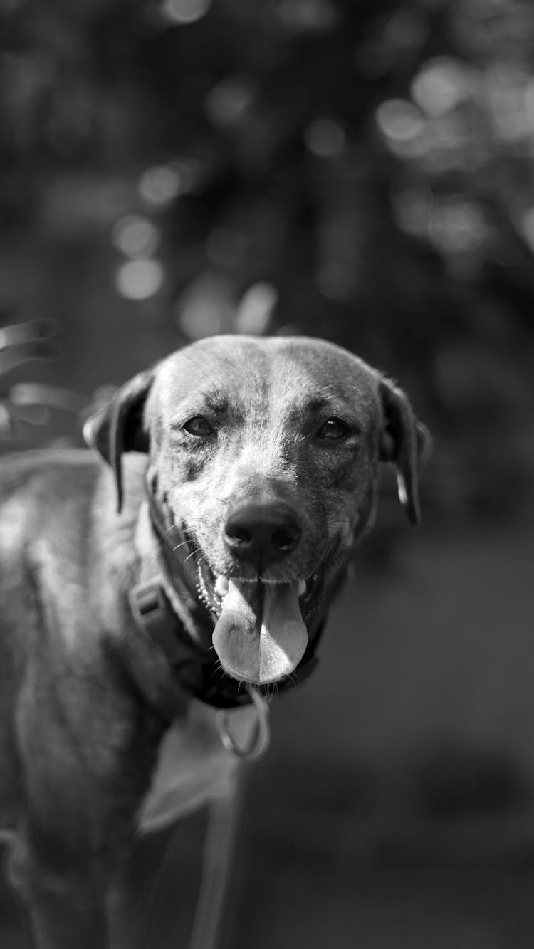 Portrait Of A Dog With Open Mouth