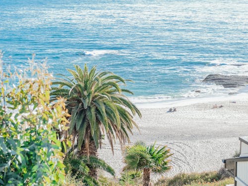 Green Palms Tree Near Sea