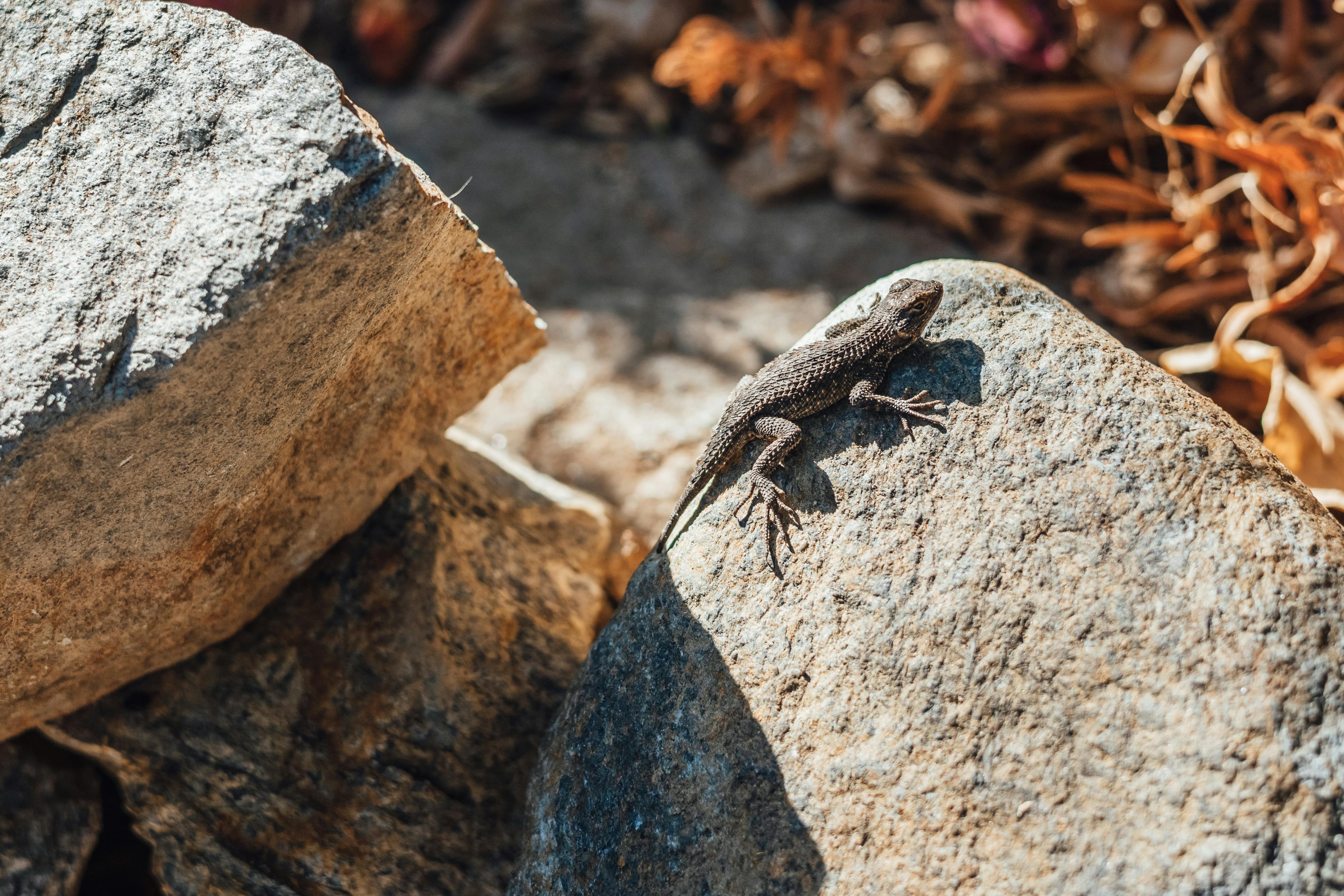 A lizard basking on a sunlit rock, showcasing wildlife in a dry desert environment.