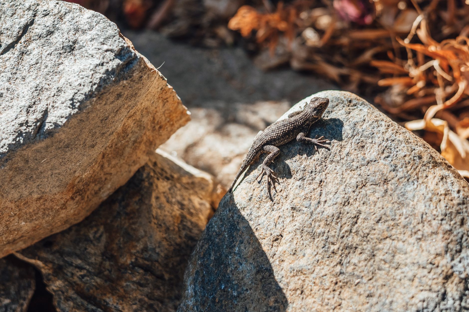 A lizard basking on a sunlit rock, showcasing wildlife in a dry desert environment.