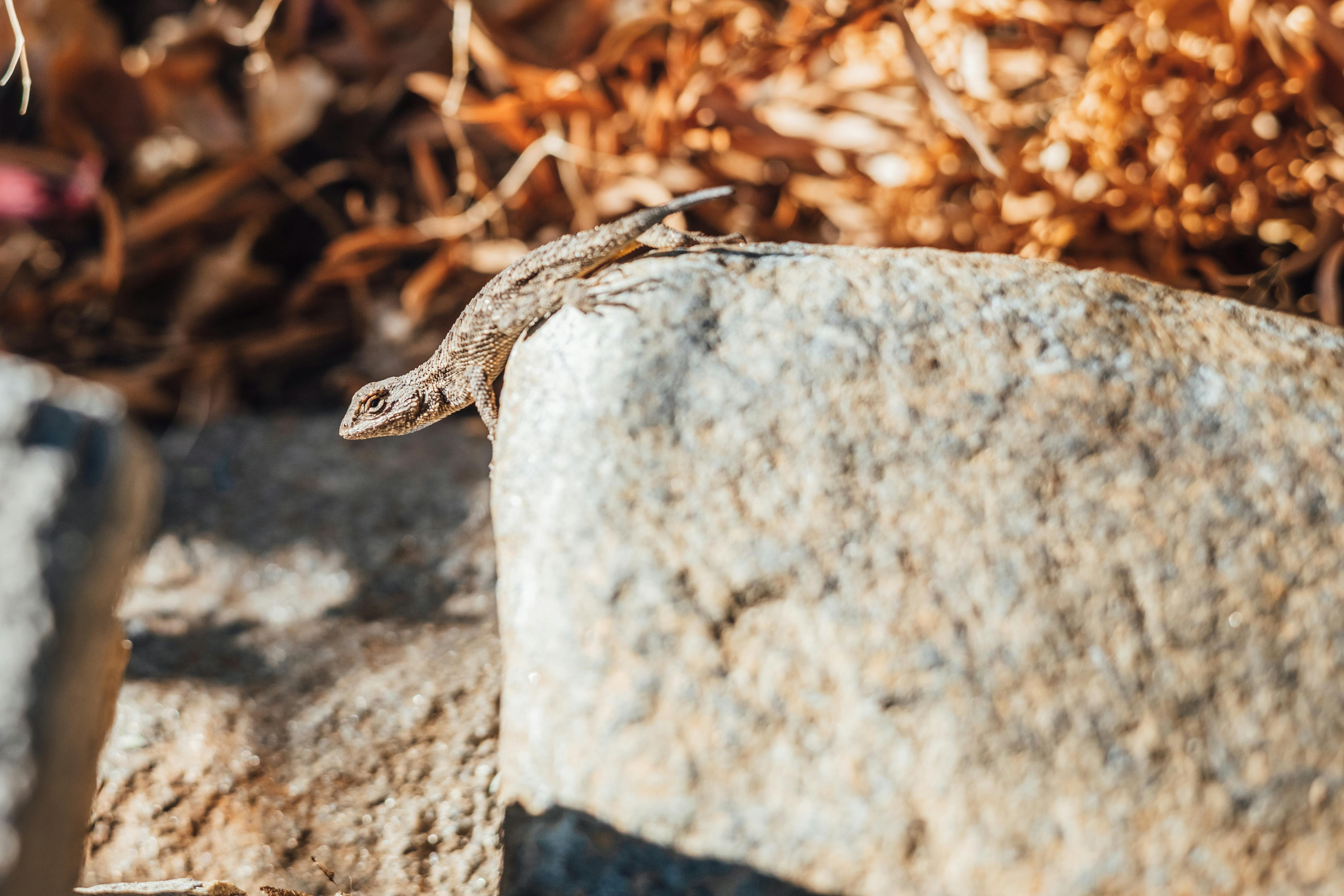 lizard on white rock