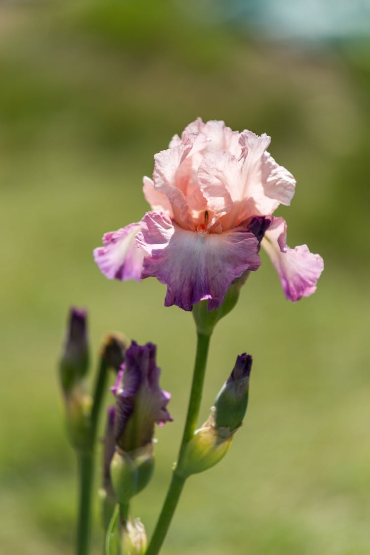 Purple And Pink Iris