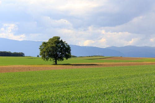 Lonely Tree in the Field Beside Mountains