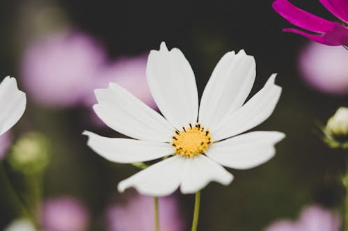 бесплатная Белый цветок ромашки Стоковое фото
