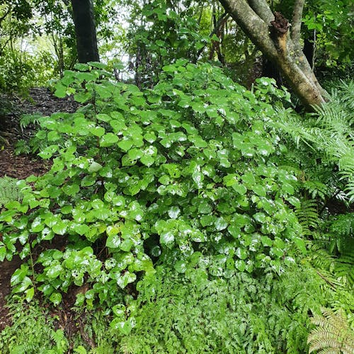 Free stock photo of gree, kawa kawa, leaves