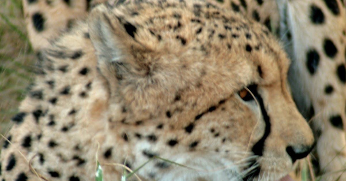 Free stock photo of animal, cat, cheetah