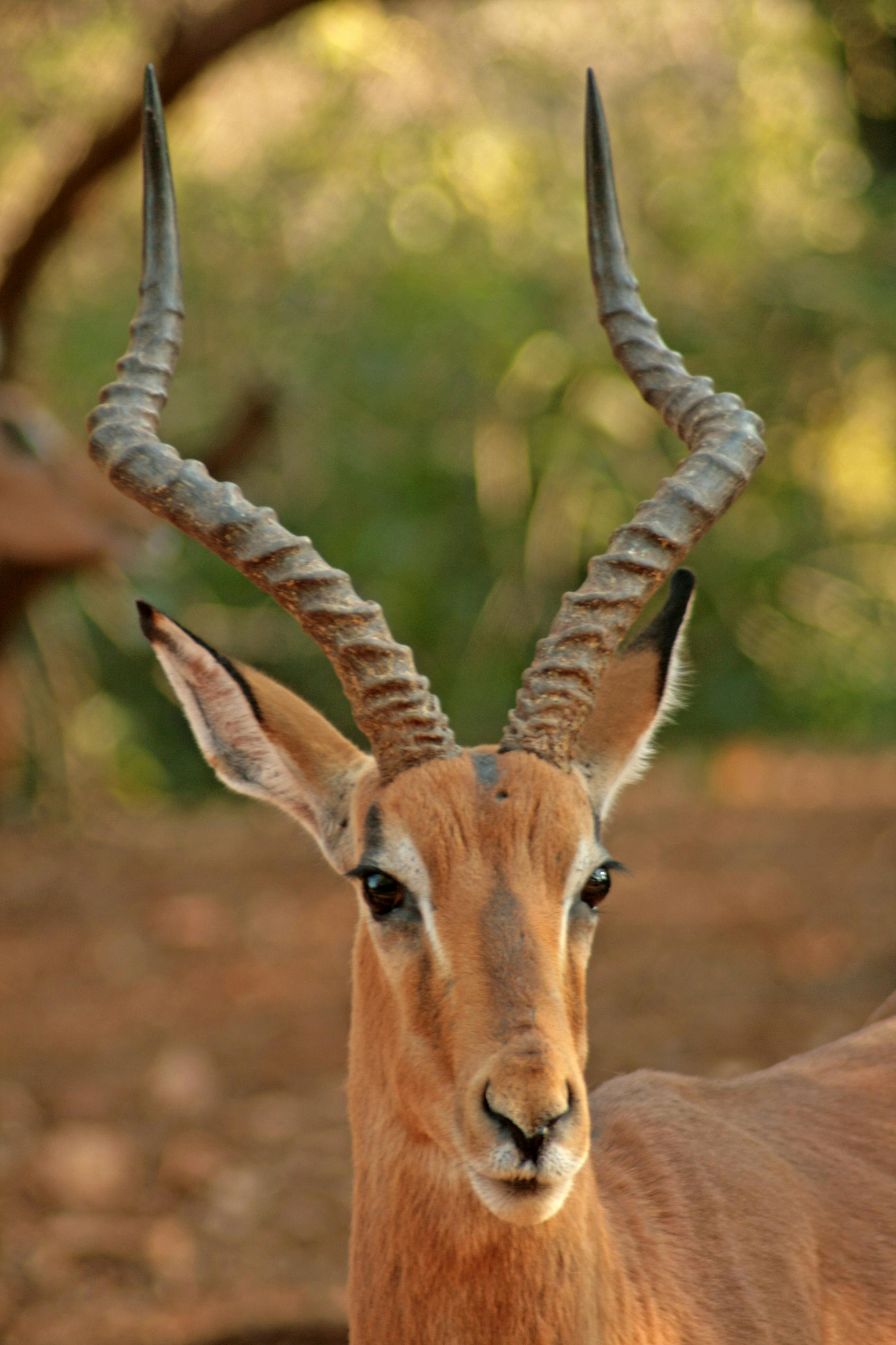 インパラ 動物 画像 インパラ 動物 画像