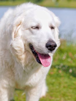 Kuvasz image