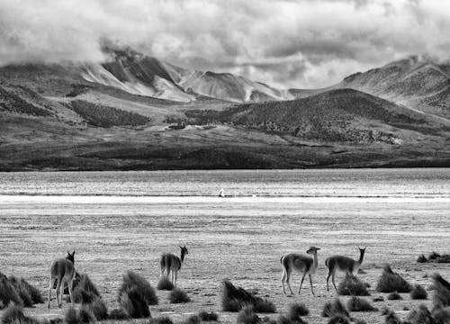 Fotos de stock gratuitas de animal, blanco y negro, campo