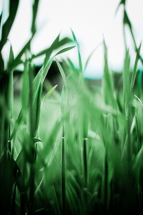 Foto profissional grátis de alto, aumento, campo de feno