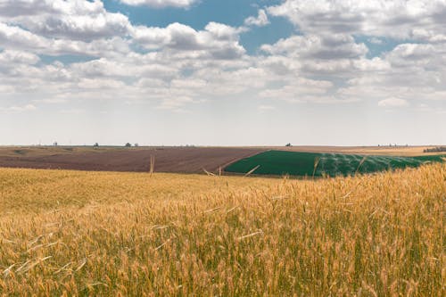 Agricultural field with green lush grass and ground with horizon line under cloudy blue sky