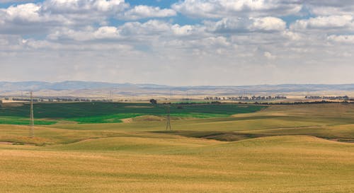 Agricultural field located in countryside farm covered with green grass under blue cloudy sky in sunny day