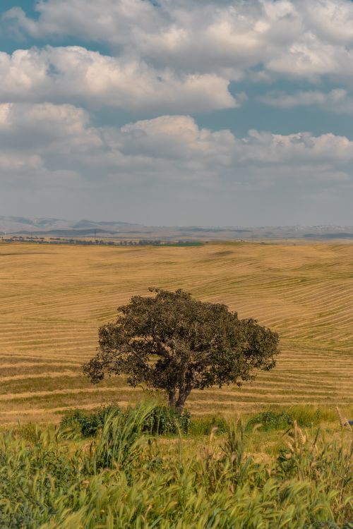 Free Lonely green tree growing among large yellow agricultural field under cloudy blue sky in countryside in daylight Stock Photo