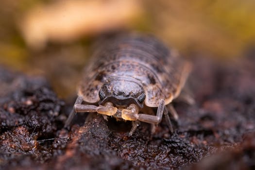 Detailed macro photograph of a woodlouse on bark, showcasing its unique textures and features.