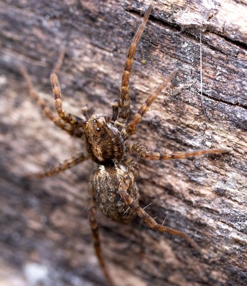 Free Detailed macro shot of a brown spider on a wooden texture, showcasing intricate details and natural habitat. Stock Photo