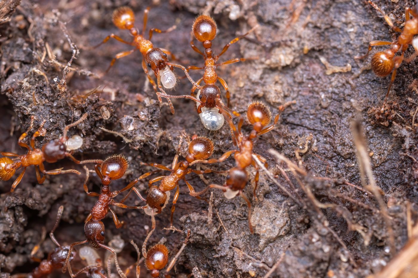 Formigas vermelhas trabalhando juntas