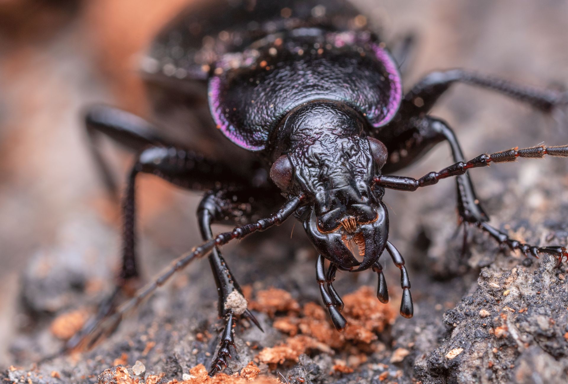 Detailed macro shot of a Carabus beetle on a textured soil surface.