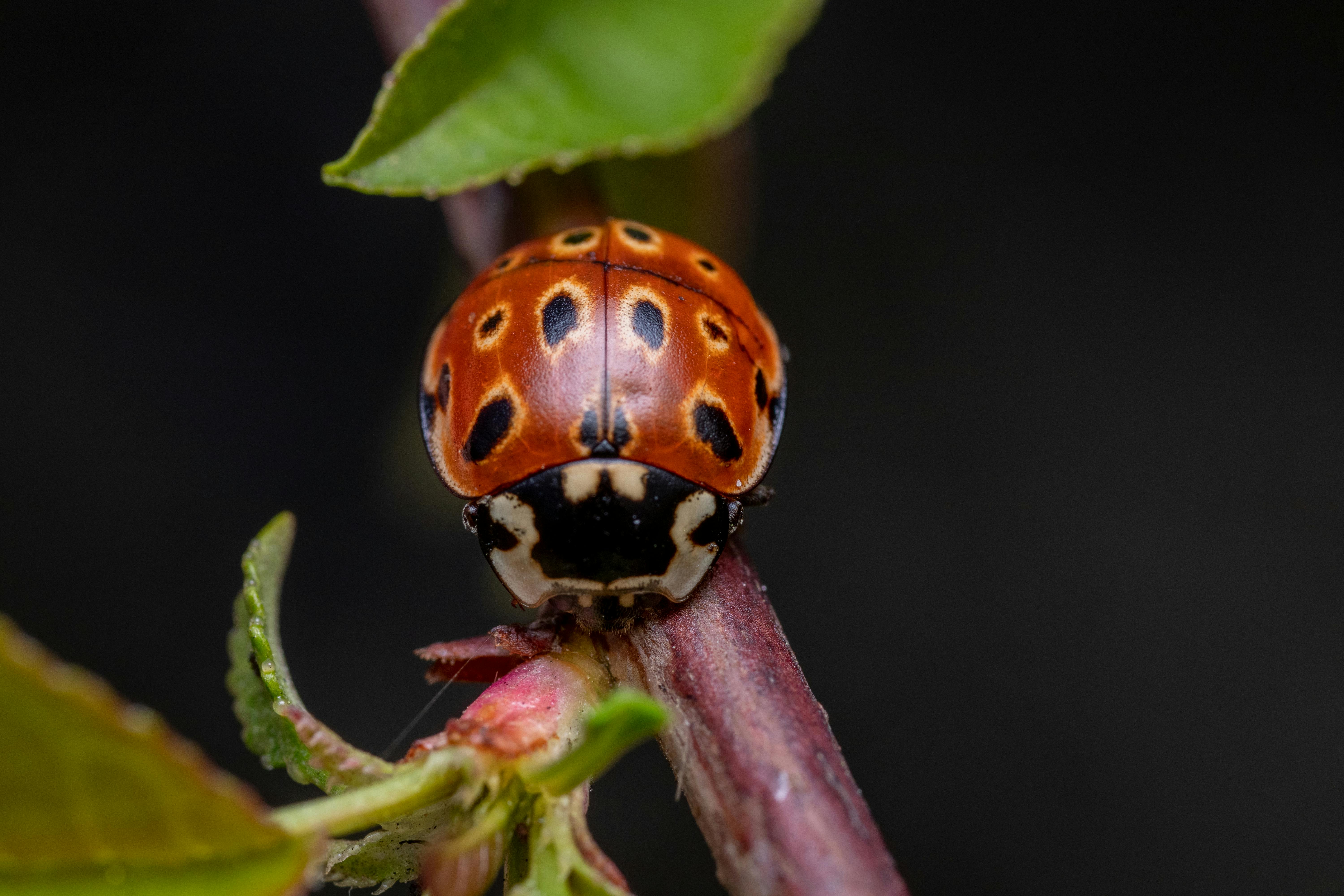 Detailed close-up of a ladybug (Coccinellidae) resting on a twig with green leaves.