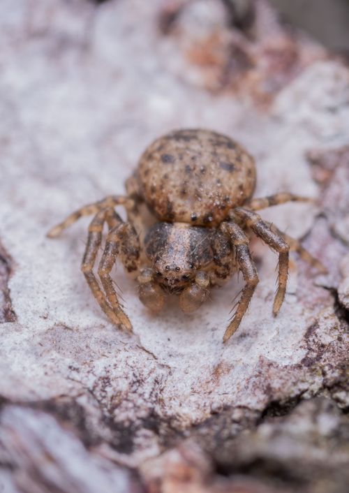 Free Detailed close-up of an Ozyptila praticola spider resting on a textured rock surface. Stock Photo