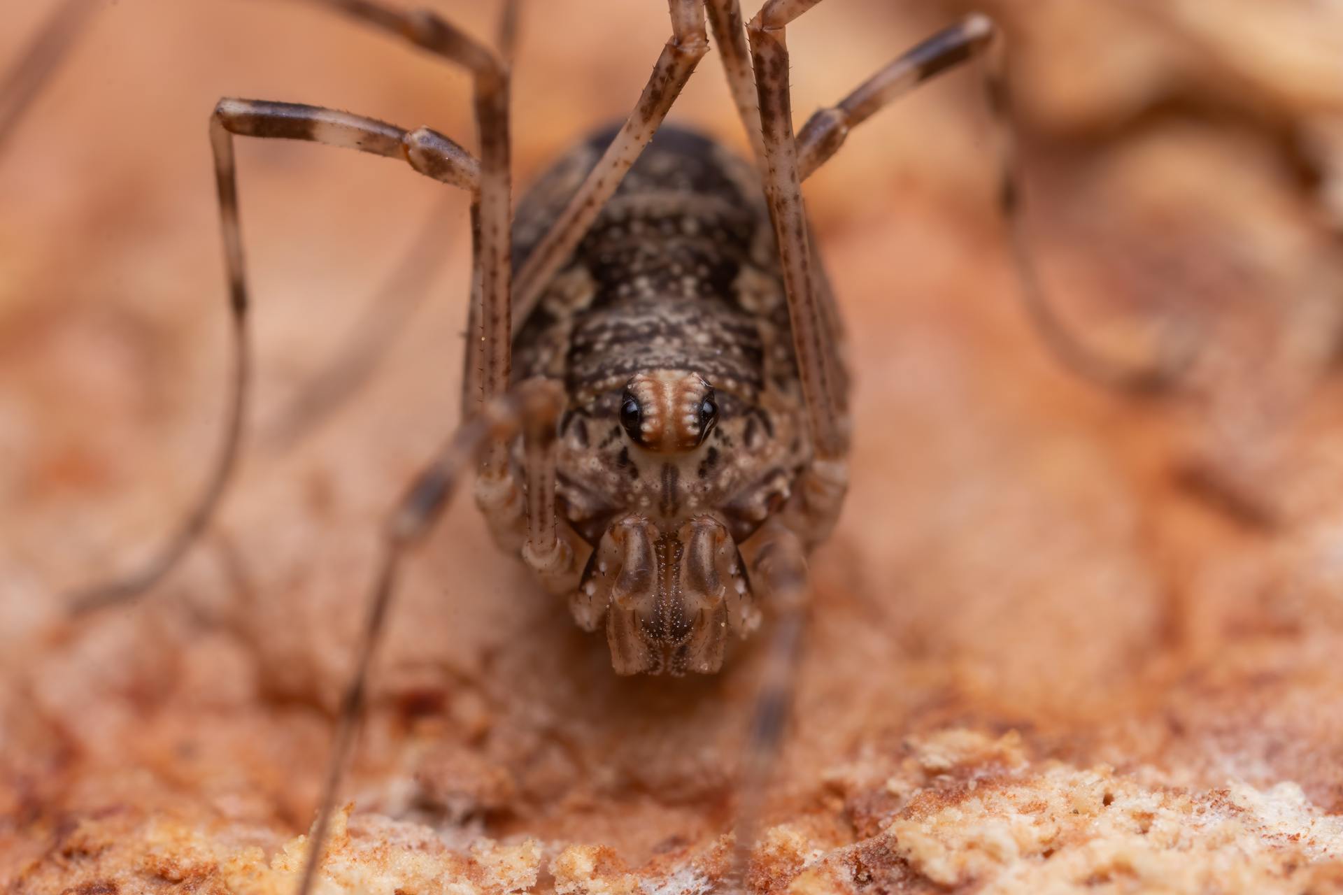 Brown Parasite in Macro Shot Photography