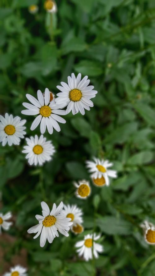 Free A vibrant cluster of white daisies blooming amid lush green leaves on a sunny day. Stock Photo