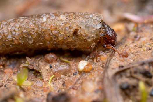 Brown and Black Insect on Brown Rock