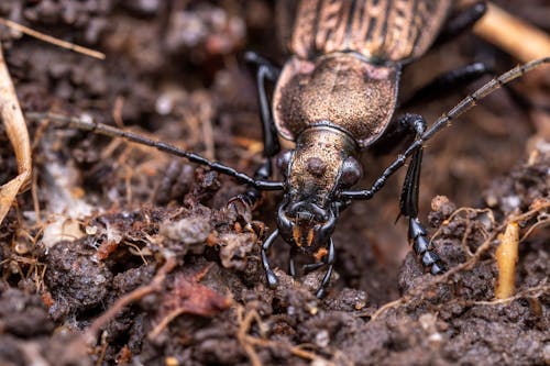 Бесплатное стоковое фото с beetle, carabus granulatus, выборочный фокус