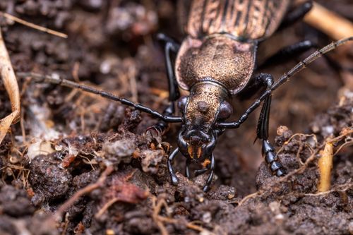 Free Detailed macro image of a Carabus granulatus beetle crawling through soil. Stock Photo