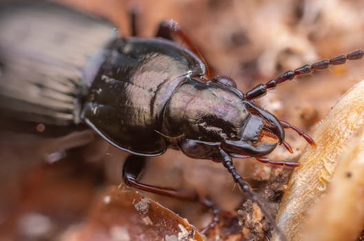 Detailed close-up image of a beetle on natural elements, showcasing vivid textures.