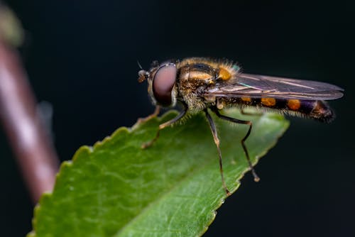 Gratis Fotos de stock gratuitas de de cerca, fotografía de insectos, fotografía macro Foto de stock