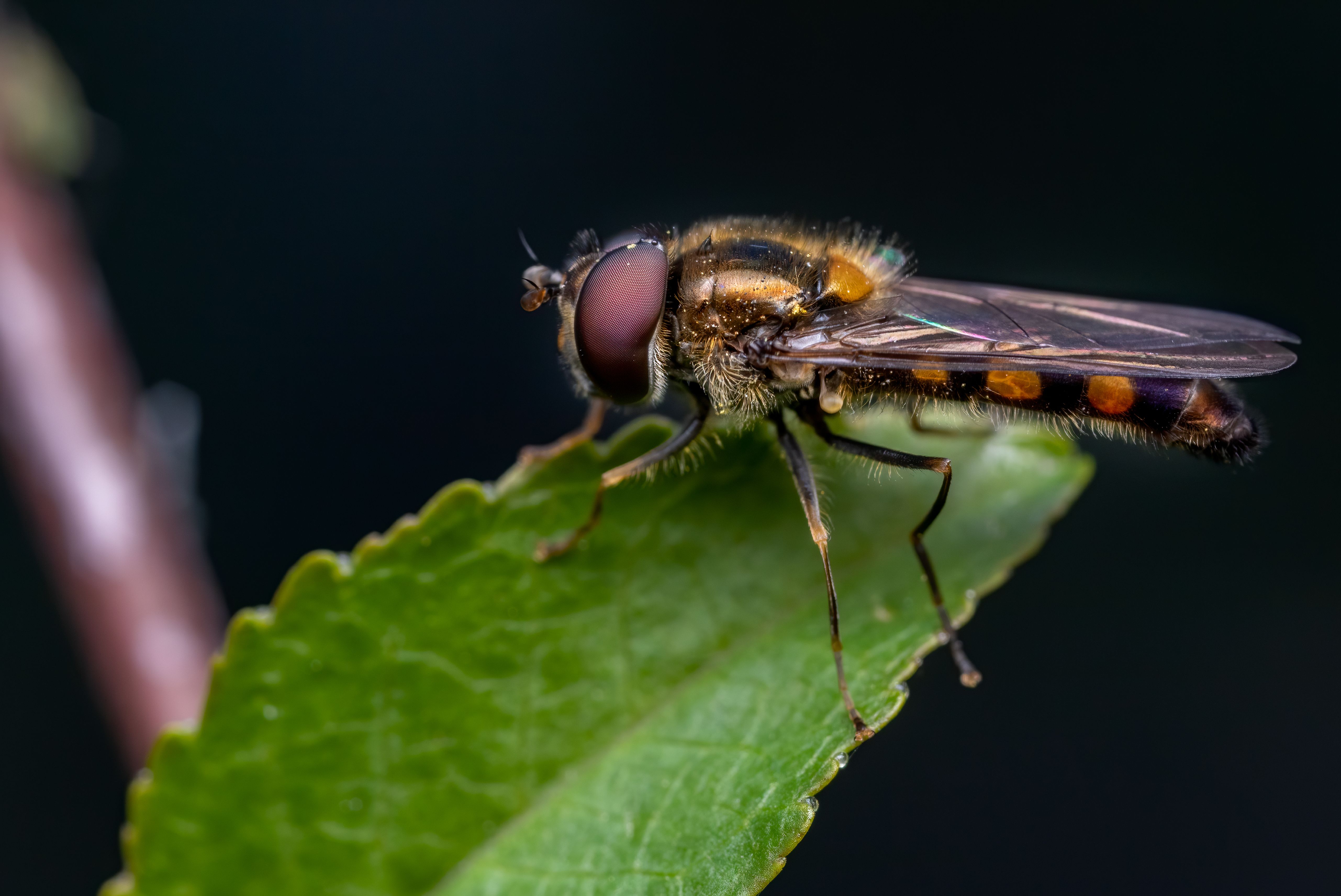 Botflies Apareamiento Fotografía De Primer Plano · Foto de stock gratuita