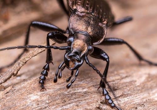 Fotos de stock gratuitas de Beetle, de cerca, entomología