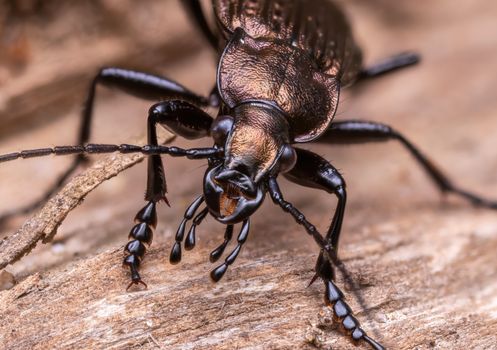 Beetle in Close Up