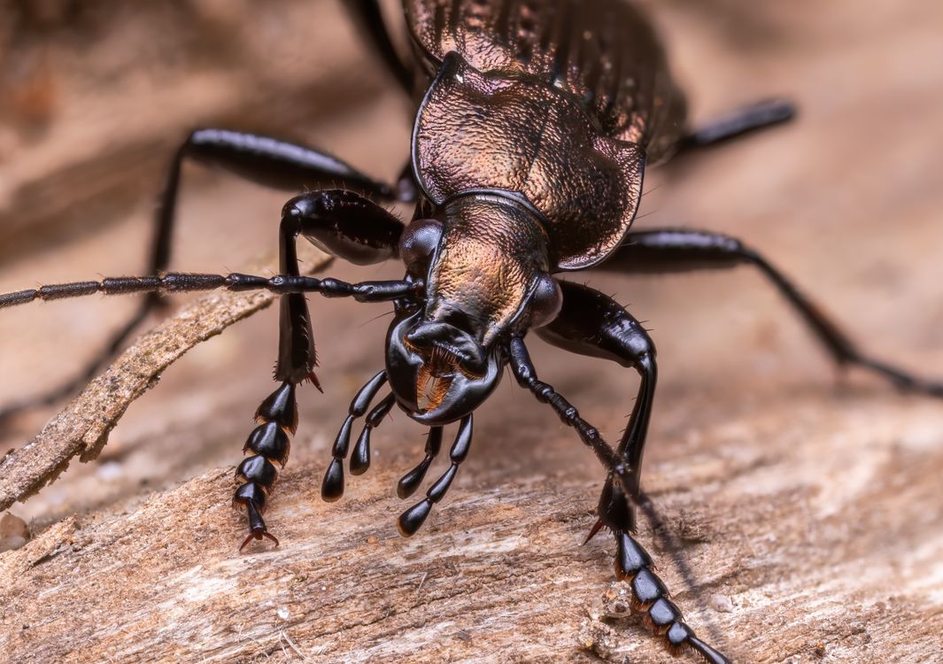 Beetle Insect Behind Beetle in Close Up · Free Stock Photo