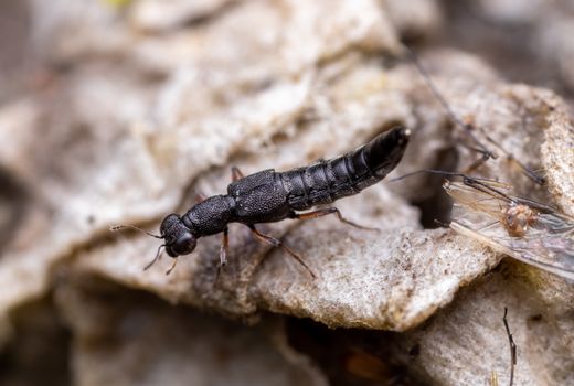Insect in Close Up