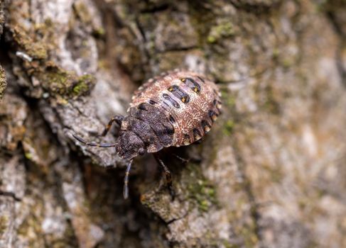 Brown and Black Beetle on Gray Rock
